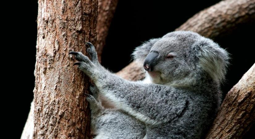 Döbbenetes számok: Közel három milliárd állat veszhetett oda az ausztrál erdőtüzekben