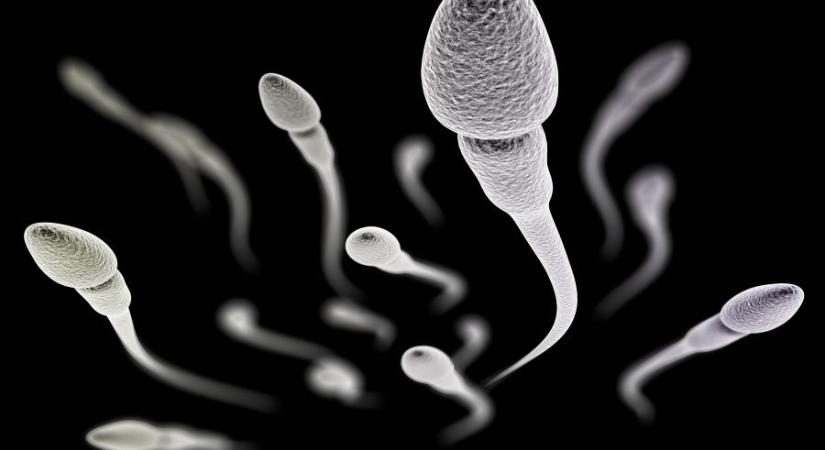 Az elmúlt 40 évben a felére csökkent a férfiak átlagos spermiumszáma