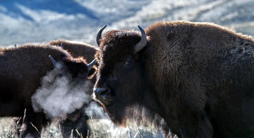 Több mint 45 ezren jelentkeztek bölényvadászatra a Grand Canyonba