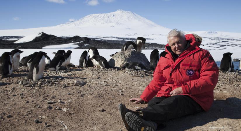 95 éves a legendás ismeretterjesztő, Sir David Attenborough