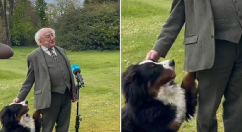 Élő interjút adott az ír államfő, pedig a kutyája inkább játszott volna (videó)