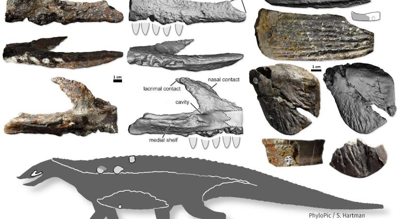 Krokodilszerű őshüllőfaj maradványaira bukkantak