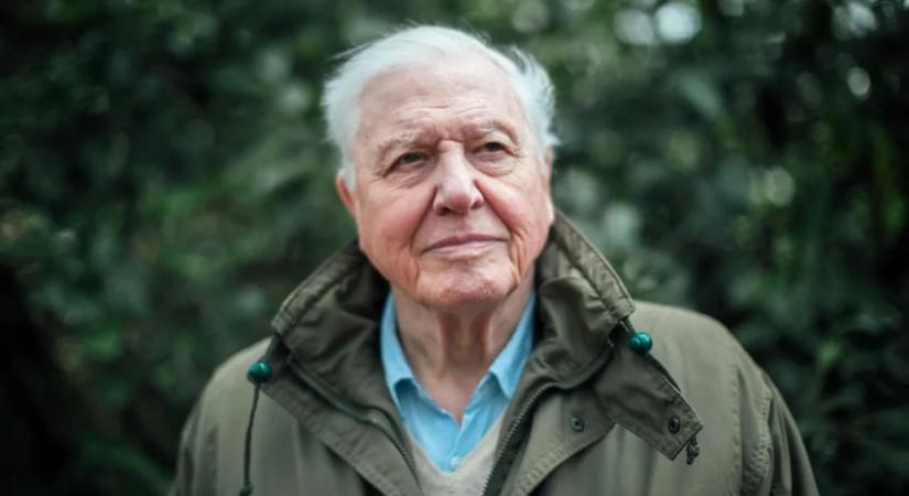 A Föld prófétája, Sir David Attenborough 95 éves, akiről élőlényt is elneveztek