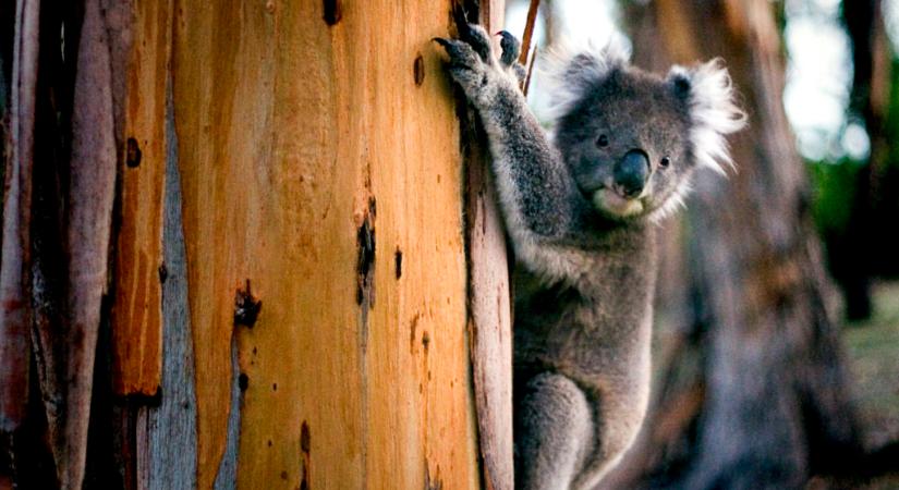 Sátáni hörgéssel tiltakozott megmentése ellen a dühös koala – videó