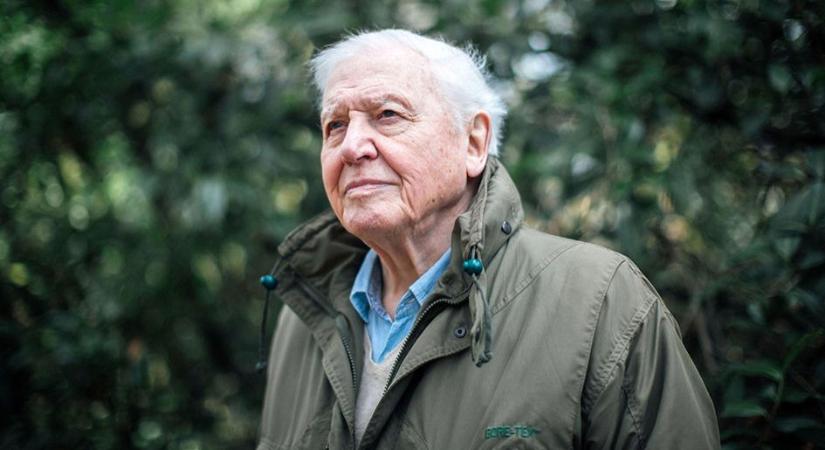 Aki nélkül nem ilyennek látnánk ma a világot – Sir David Attenborough 95 éves lett