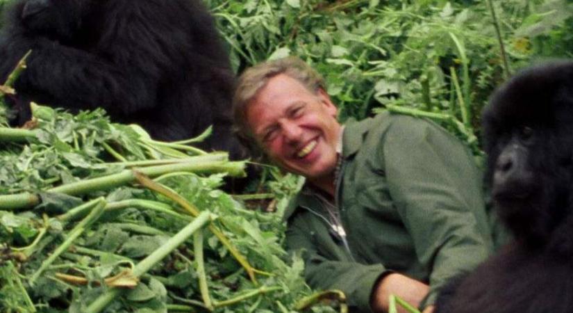 Sir David Attenborough 95 éves (videóval)