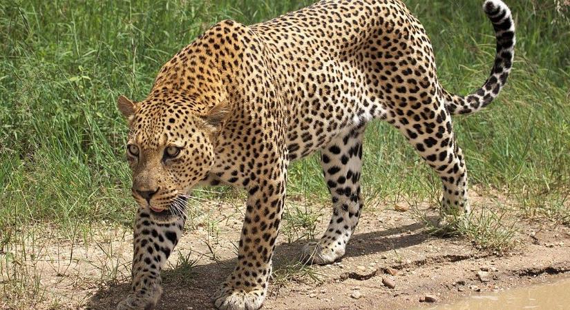 Eltitkolta három leopárdja elszökését egy kínai szafaripark