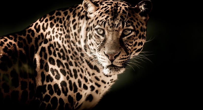 Hihetetlen: megszökött 3 leopárd, de az állatkert ezt egy hétig titokban tartotta