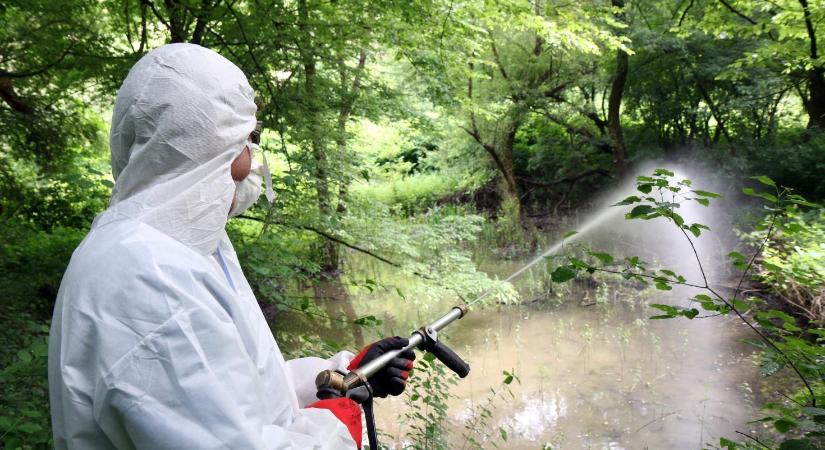 Folytatódik a biológiai szúnyoggyérítés a Körösöknél