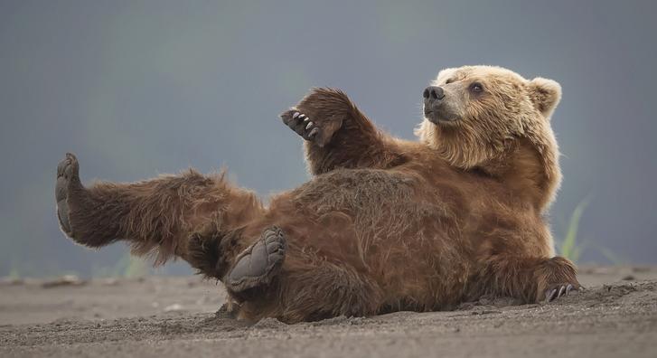 A medve nem játék, és egy példány most a Nyugat-Börzsönyben kószál