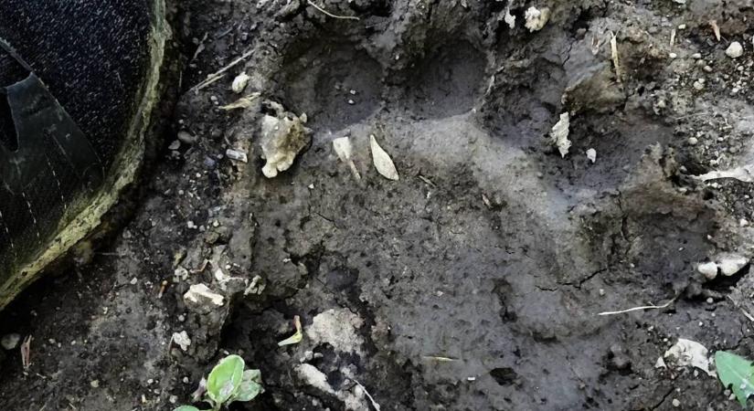 Újra medve Magyarországon? Gyanús lábnyomot találtak a Börzsönyben