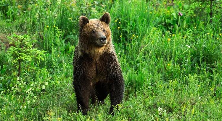 Szokatlan medvehalál: betört egy kunyhóba, kínok árán szabadult ki az éhes medvekölyök