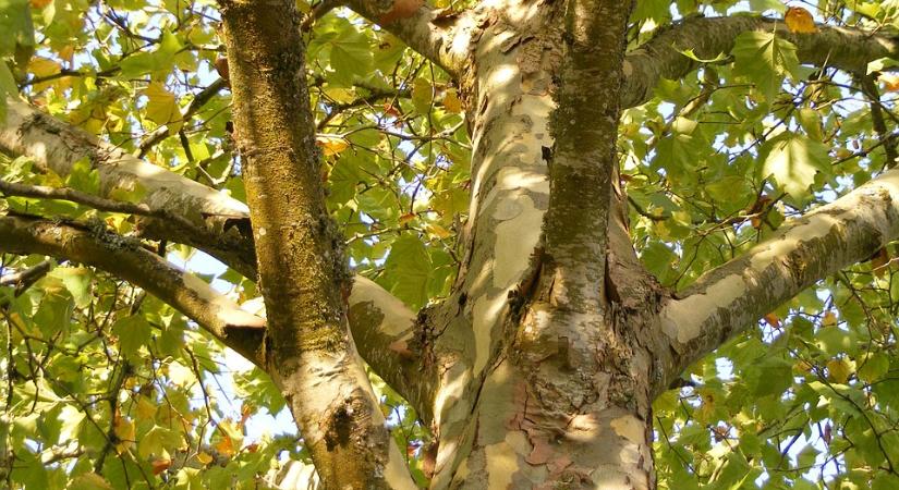 Harminc-negyven éves fákat vágnak ki Csopakon