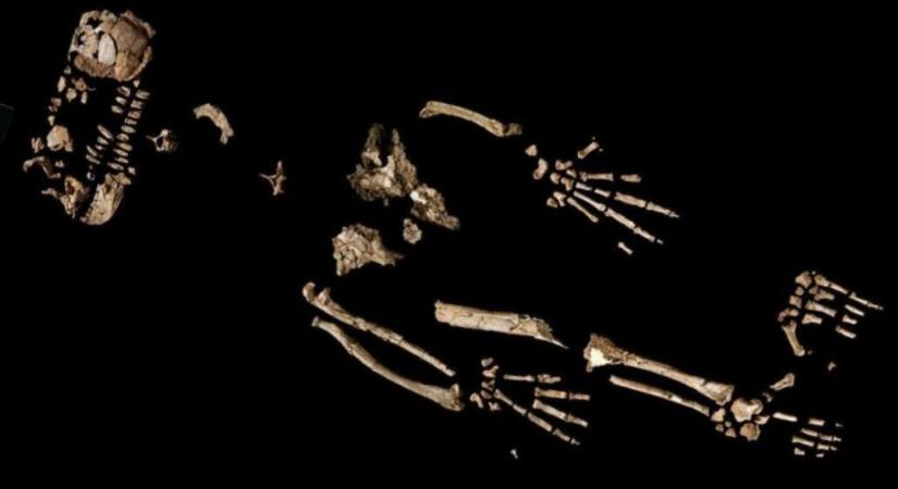 Evolúciós ugrásról árulkodnak ősi rokonunk csontjai