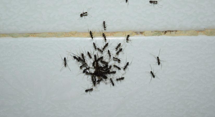 Halálos puffadástól az összezavart feromon nyomig, sokféle módon keresztbe tehetsz a hangyáknak pár házi hozzávalóval!