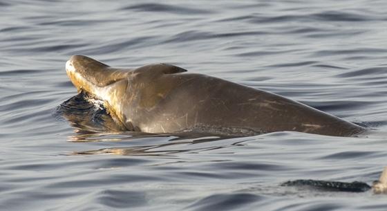 Tizenhat kiló műanyagszemetet találtak egy partra vetődött csőröscet gyomrában