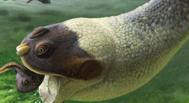 Békaszerű ősi teknősfajt azonosítottak Madagaszkáron