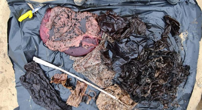 Tizenhat kilogramm műanyagot találtak egy csőröscet gyomrában Franciaországban