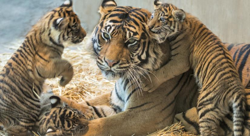 Eszméletlen, mennyire cukik: három kölyök is született ebben a vidéki állatkertben