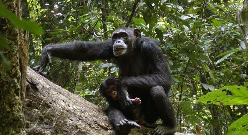 Megmentik Nyugat-Afrika legnagyobb csimpánz populációját