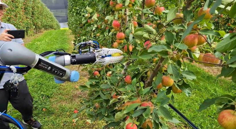Ausztráliában már a robotok szedik az almát