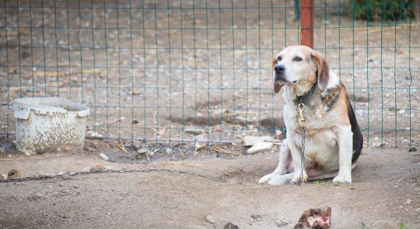 Hagyta elpusztulni a kutyáját, börtönbüntetést kapott egy somogyi férfi