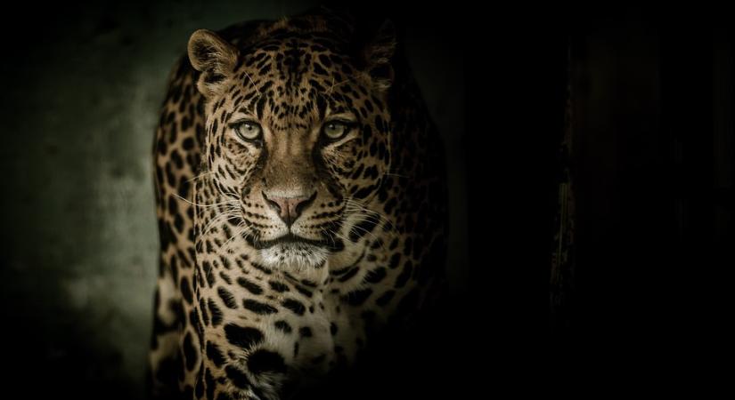 Nagy leopárdszökés egy kínai szafariparkból, megpróbálták eltitkolni