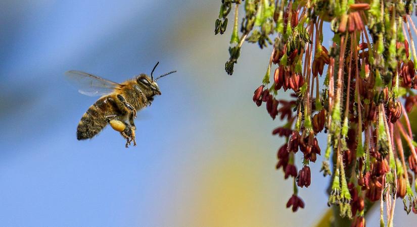 Vigyázzunk a méhekre, nélkülük nincs élet