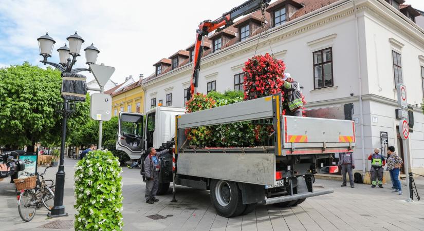 Százezer virág szépíti Győr utcáit, udvarait