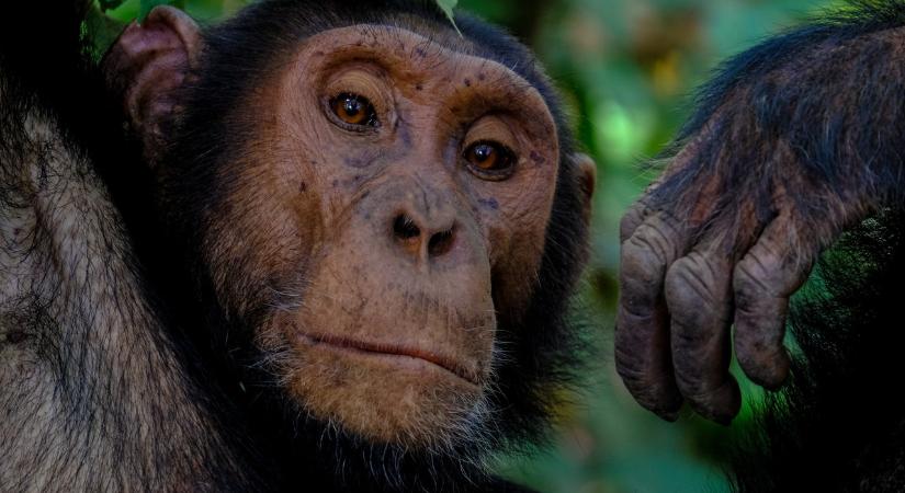 Nemzeti park létrehozásával akarják megmenteni a súlyosan veszélyeztetett csimpánzokat Guineában