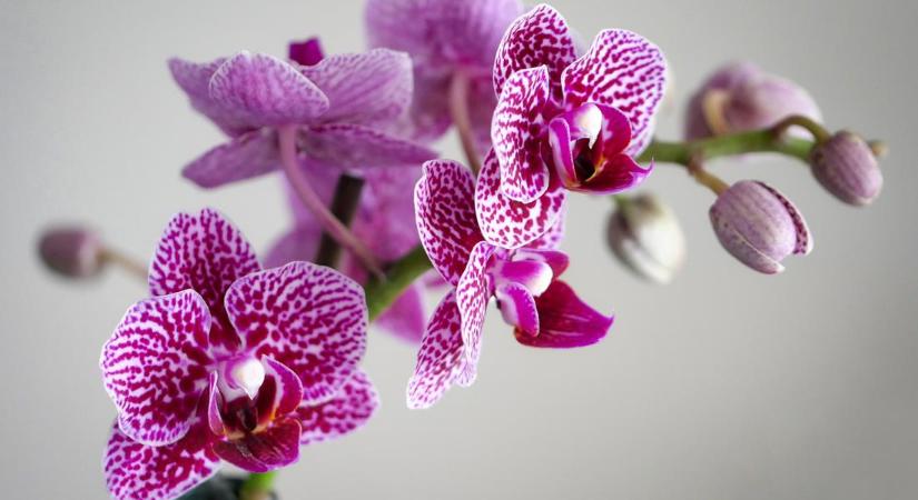 Orchideavirágzás. Hogyan tartható sokáig életben a gyönyörű növény?
