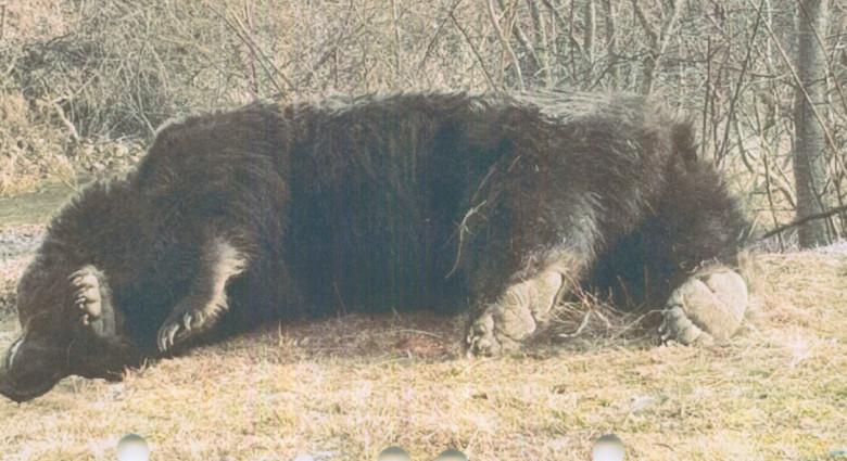 Továbbra sem csitul az erdélyi medvebotrány