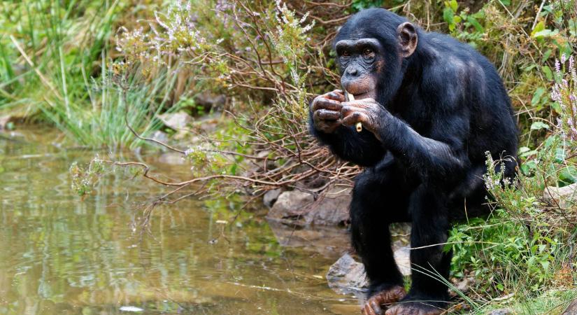 Nemzeti parkot hoznak létre a csimpánzok védelmére