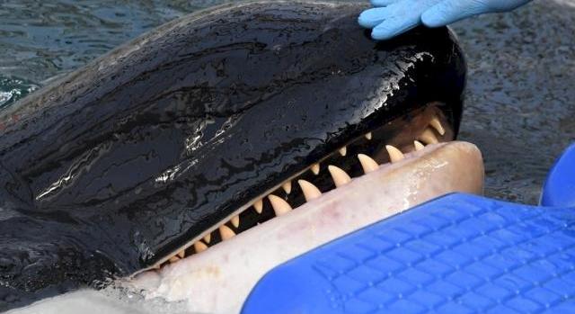 Négyméteres bálna szorult a Temze zsilipjébe - videó