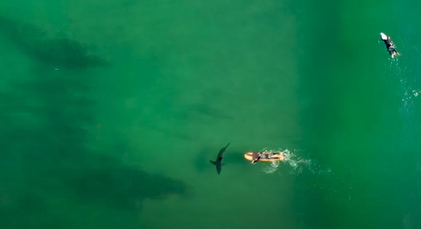 Egy drónfelvételből derült ki, hogy szörfözés közben pacsizott egy nagy fehér cápával