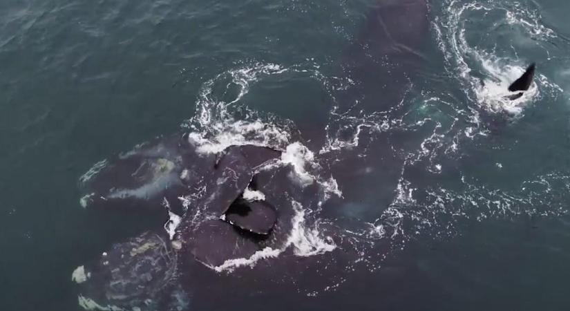 Ölelkező bálnákat vettek videóra