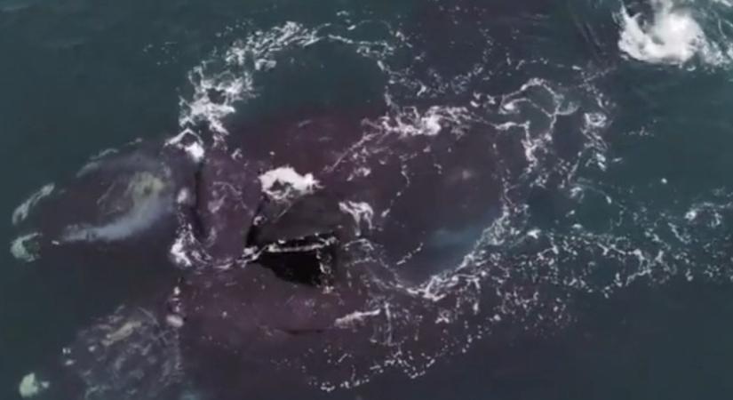 Ettől garantáltan jobb napod lesz: egymást ölelő bálnákat videóztak le