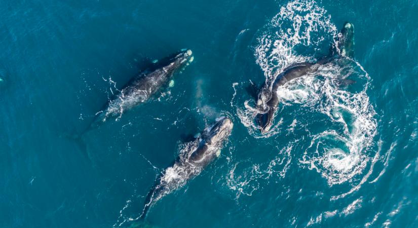 Ölelkező, szerelmes bálnákról készült videó