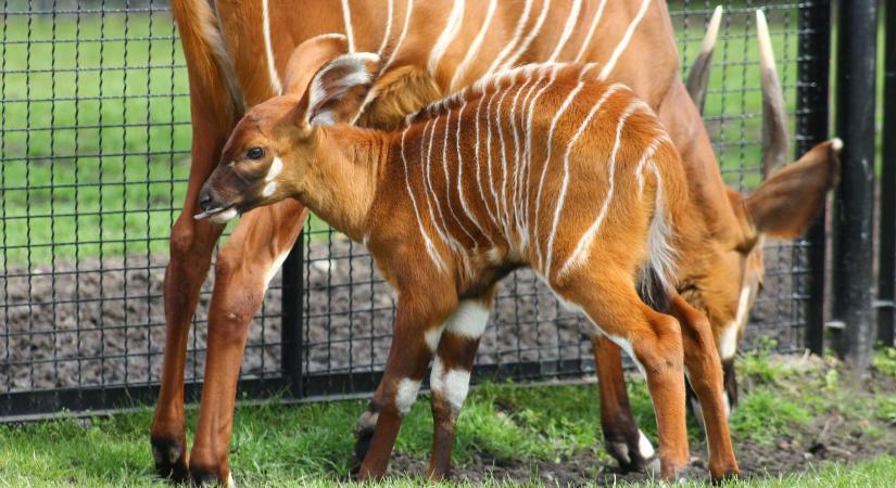 Ritka bongóbébi született a varsói állatkertben – videó