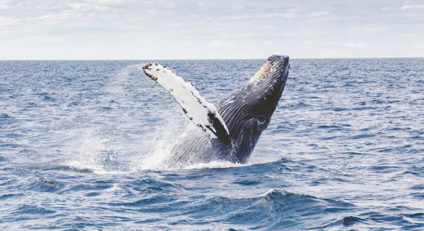 Ölelkező bálnákat kaptak lencsevégre