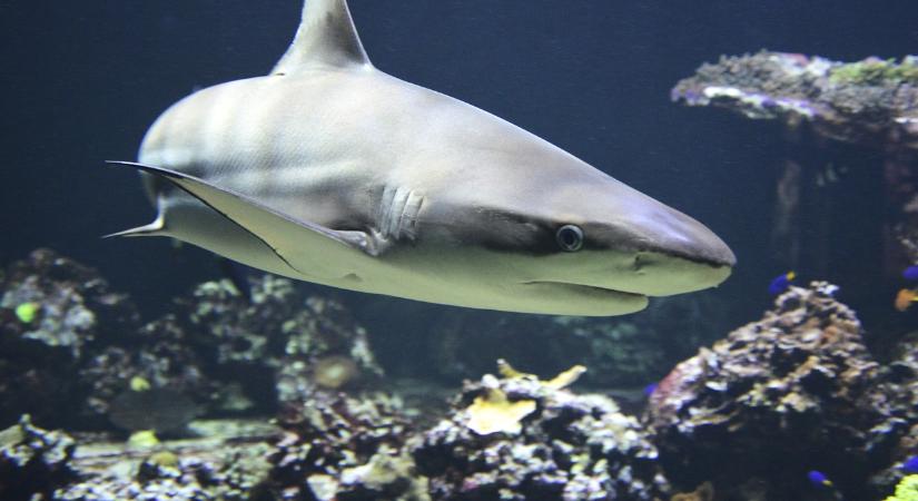 Rákot evett a tintahal, amikor megtámadta egy ősi cápa – Németországban találtak rá
