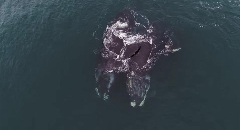 Megható videó: a bálnák pont úgy ölelkeznek, mint az emberek