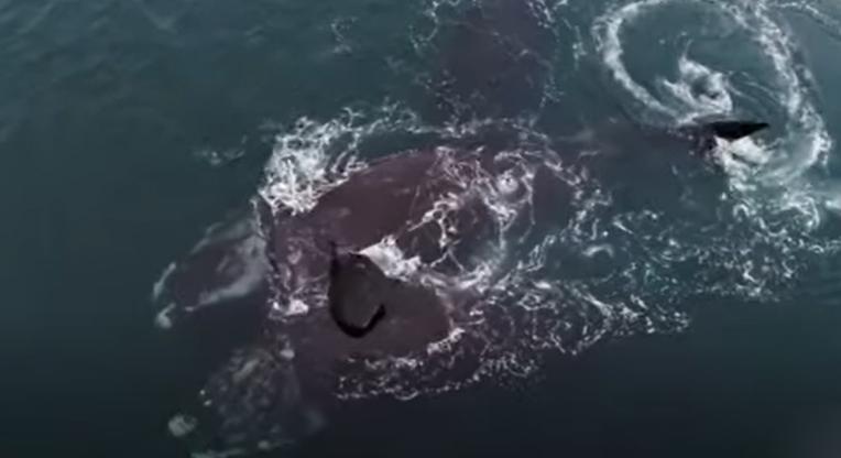 Ölelkező bálnákat vettek videóra (videó)