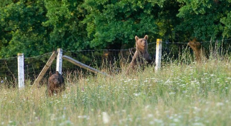 Legalább húsz medve él Székelyudvarhely közelében, a szakemberek szerint ezután lesznek igazán nagy gondok