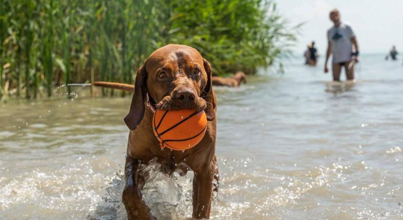 Fürdő a házikedvencnek: megnyílik a Balaton-parti kutyastrand