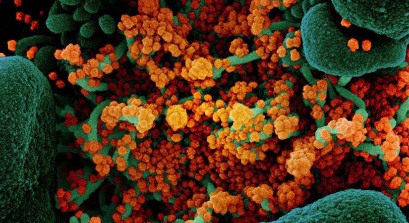 Legalább nyolc hónapig megmaradtak az antitestek a koronavírus-fertőzésen átesettek szervezetében
