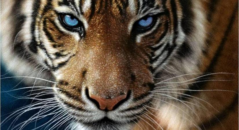 Hoppá: egy tigris sétálgatott szabadon a városban