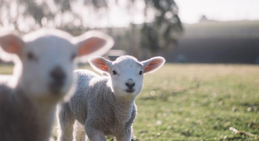 Fillérekért jutott báránycombhoz egy hibás mérleg miatt