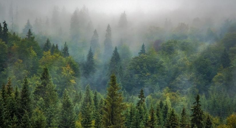 Franciaország méretű természetes erdő nőtt a világban az elmúlt 20 évben