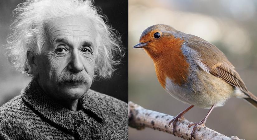 Einstein kísérteties távolhatása, és a vörösbegy